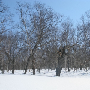 Kamchatka nature