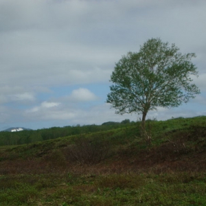 Kamchatka nature