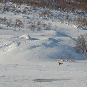Kamchatka nature