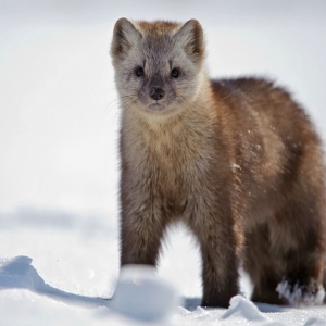 Kamchatka animals