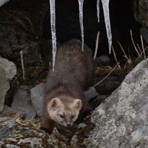 Kamchatka animals