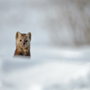 Kamchatka animals
