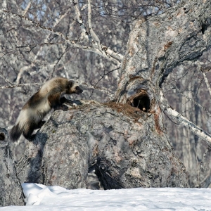 Kamchatka animals