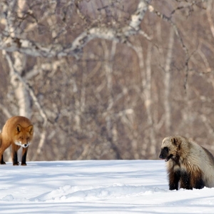 Kamchatka animals