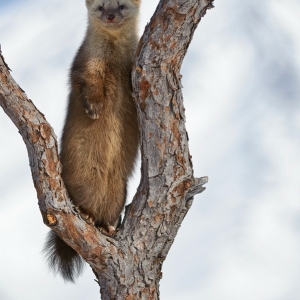 Kamchatka animals