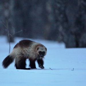 Kamchatka animals